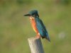 Kingfisher at Fleet Head (Steve Arlow) (55200 bytes)